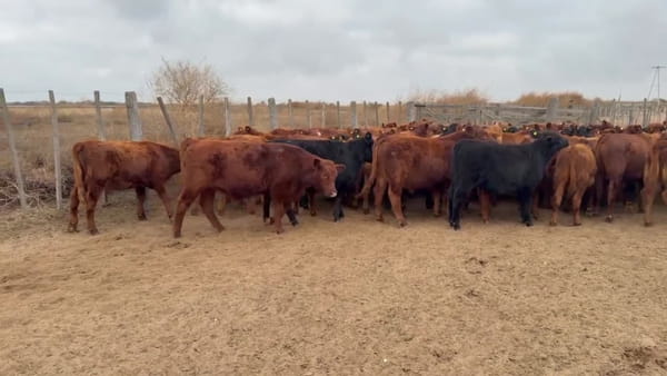 Lote 93 terneros/as