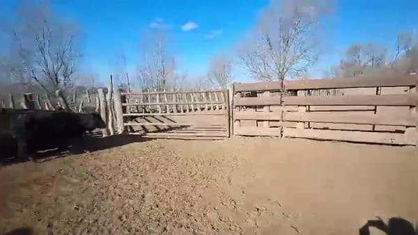 Lote 35 vaquillonas preñadas