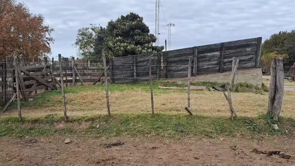 Lote 60 terneros/as