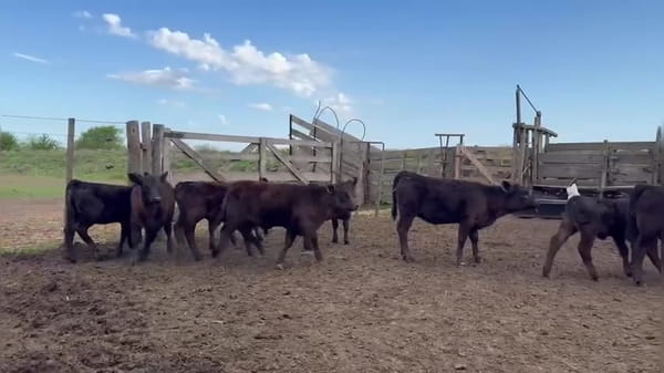 Lote 10 vacas usadas con cría