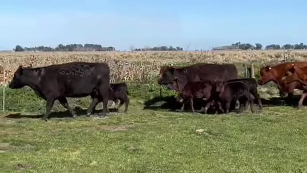 Lote 26 vacas usadas con cría