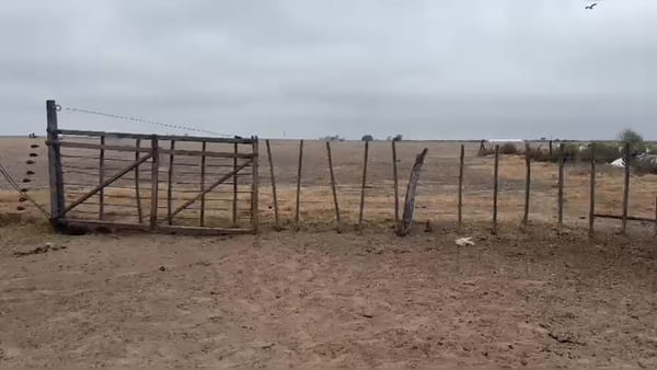 Lote 68 novillitos