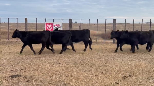Lote 80 terneras