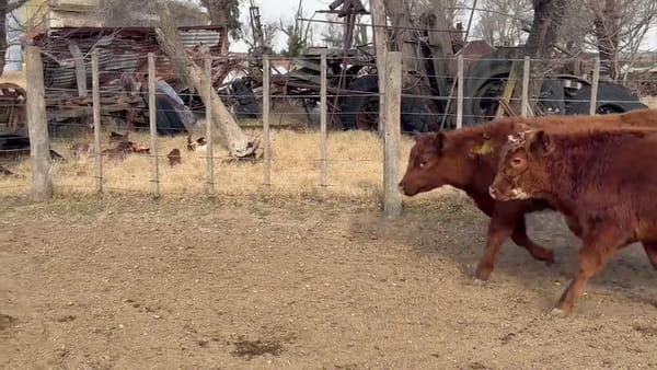 Lote 40 terneros