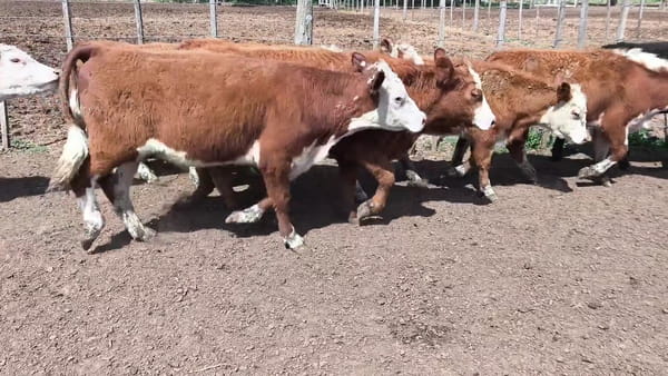 Lote 69 terneros/as