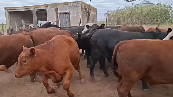 Lote 35 novillitos