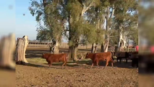 Lote 70 terneras