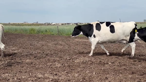Lote 22 vacas