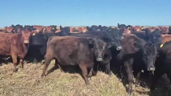 Lote 35 vaquillonas preñadas