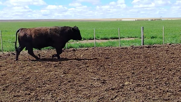 Lote 16 vacas