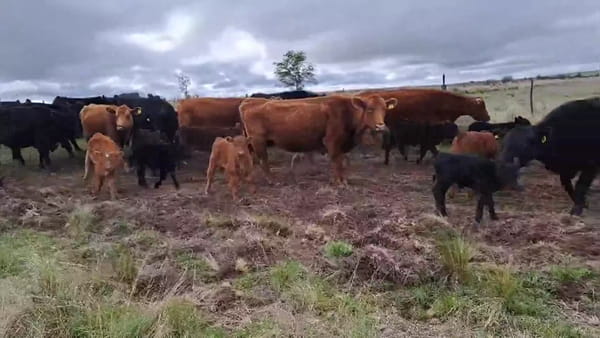 Lote 70 terneros/as