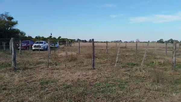 Lote 9 vacas preñadas