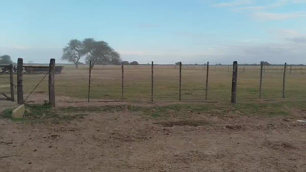 Lote 51 vacas preñadas