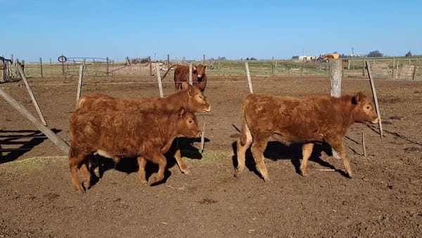 Lote 5 terneros