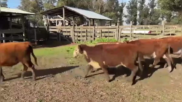 Lote 70 terneros