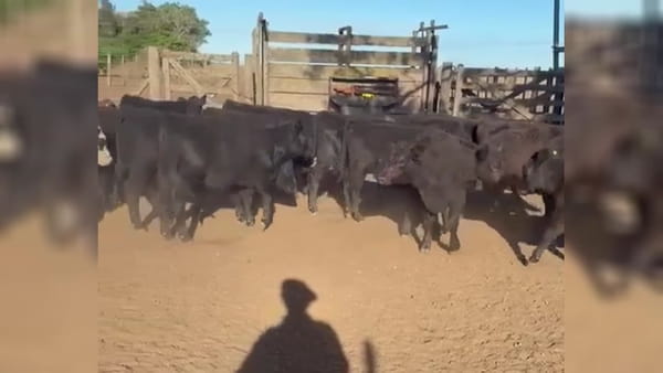 Lote 170 terneras