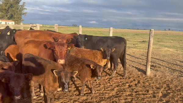 Lote 30 vacas con cría