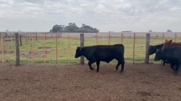 Lote 72 terneros