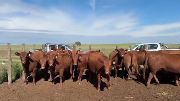 Lote 86 vaquillonas para servicio