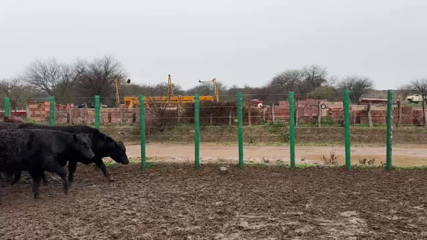 Lote 60 terneros