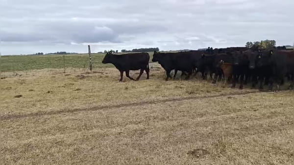 Lote 65 vaquillonas con cría