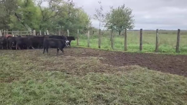 Lote [F.C.] 74 terneros/as