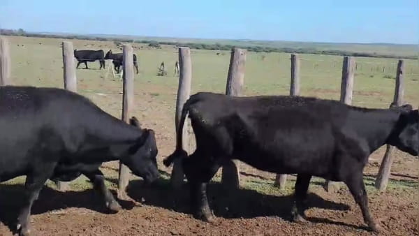 Lote 30 vacas vacías