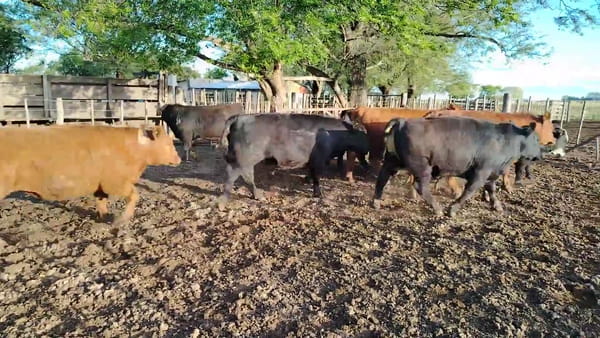 Lote 15 novillos