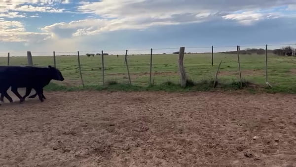 Lote 120 terneras