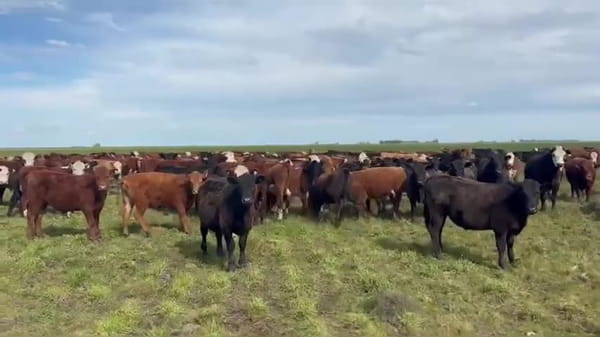 Lote 50 novillitos