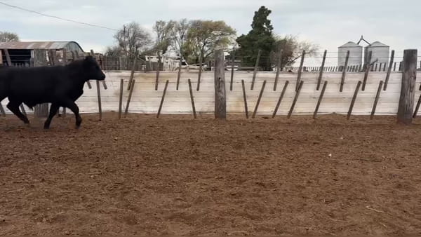 Lote 65 terneros