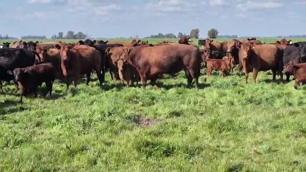 Lote 65 terneros/as