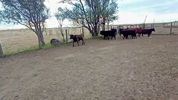Lote [F.C.] 59 terneros/as