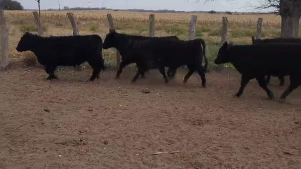 Lote 42 novillitos