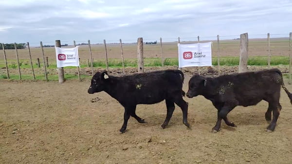 Lote 60 terneros/as