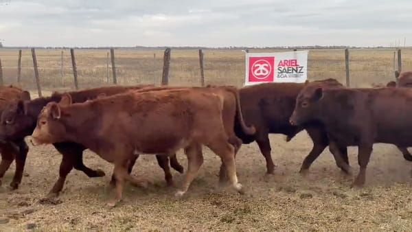 Lote 60 terneros