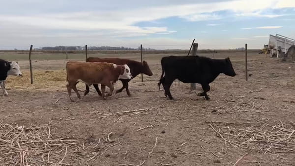 Lote 83 terneros