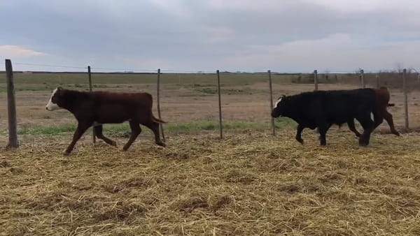Lote 70 terneros