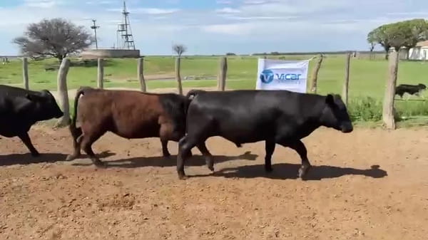 Lote 29 novillitos