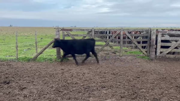 Lote 70 terneros