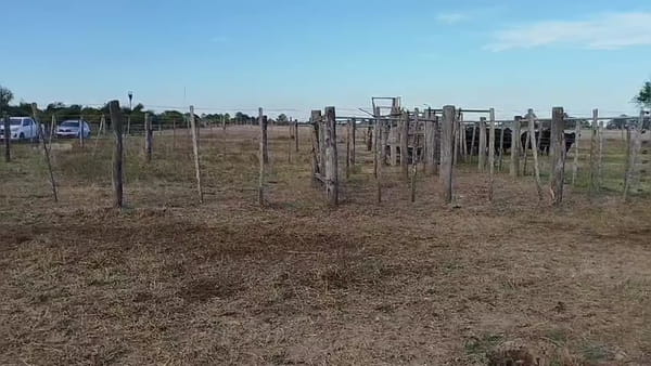 Lote 90 vacas preñadas