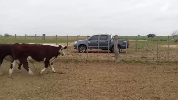 Lote 50 novillitos