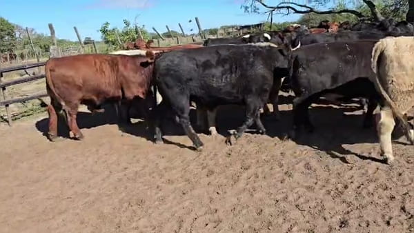 Lote 31 novillos