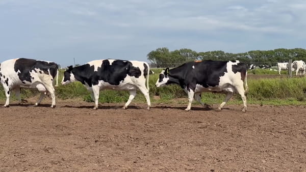 Lote 24 vacas