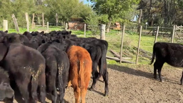 Lote 69 terneros/as