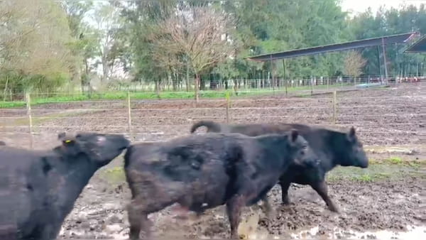 Lote 55 novillos