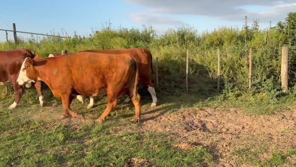 Lote 12 vacas