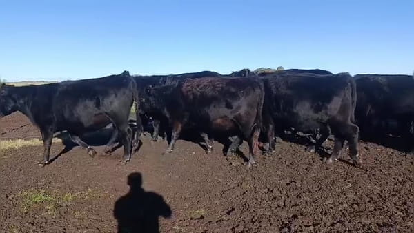 Lote 33 vaquillonas preñadas