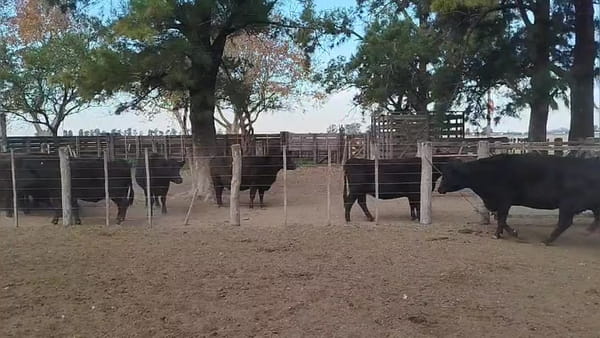 Lote 56 vacas preñadas