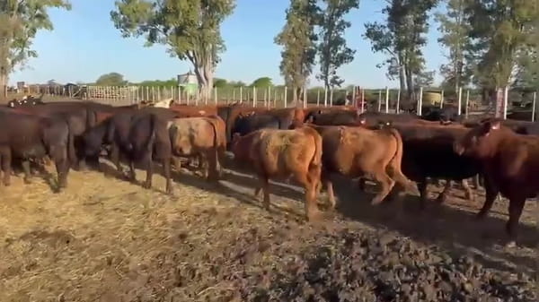 Lote 70 terneros